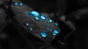 1920x1080 Blue Water Drops On A Black Leaf Hd Wallpaper Blue Water Wallpaper Dark Blue Wallpaper Water Drop Wallpaper