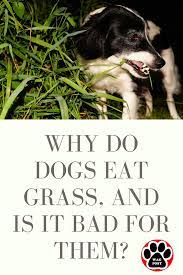 Why Do Dogs Eat Grass And Is It Bad For Them Dogs Eating Grass Dog Eating Dog Care