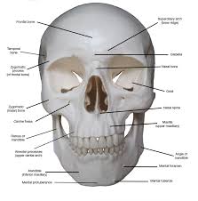 Image result for Frontal Bone