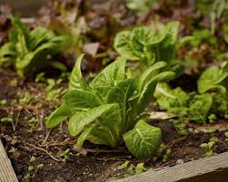The soil under the grass was poor and there were loads of tree roots. Your First Garden How To Start A Garden For Practically Free Gardenista