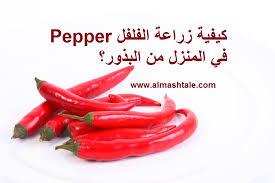 الفلفل من النباتات الثمرية التي لا غنى عنها وتتعدد استخداماته بشكل كبير في جميع أنحاء العالم نبات الفلفل له أصناف كثيرة منها Stuffed Peppers Blog Blog Posts