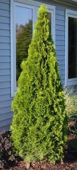 How far from the house should i plant this spruce tree? Emerald Green Arborvitae Mike S Backyard Nursery