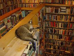 A Cat And A Library Nothing Else Is Needed Bookstore Cats Cats Cat Books