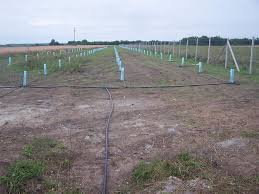 Avem o capacitate de producție de 600.000 de plante / an raspandirea lui pe continentul european a inceput la inceputul ultimei ere glaciare, acum aproximativ 10.000 de ani in urma. Inca O Plantatie De Aluni Selectionati Cultura De Trufe Facebook