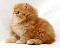 If you want a persian cat, but not the health problems often associated with it, you should purchase a doll face persian cat. Golden Persian Cat Kitten