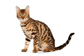 Bengal cat shot in australia a bengal cat shot is australia (queensland) is no surprise to me as this cat temporarily went astray and in the state of queensland add to it all the relatively high cost for kittens (among the top 10 according to the forbes magazine) and you get a lot of misinformed people. Bengal Cat Petsecure