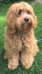 Cockapoo For Life - Cockerpoo Dog Breed