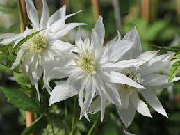 They are excellent for a small garden as they only grow. Clematis Albina Plena Clematis Alpina Ssp Sibirica Albina Plena Baumschule Horstmann