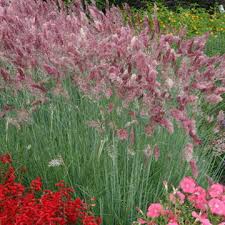 It is widely used in beds and in landscaping mixed with colorful bedding plants. Seed Packets Of Ornamental Grasses From Around The World