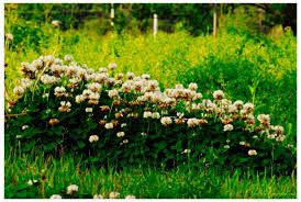 Image result for Trifolium wentzelianum