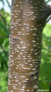Image result for Prunus serotina