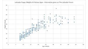 labrador weight chart labradorpuppyweightchart