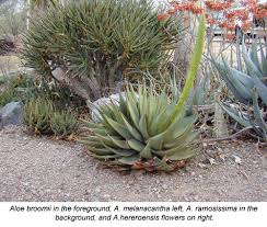 The following photos will allow you to identify cacti and other succulent plants. The Tucson Cactus And Succulent Society