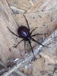 They will not go out of their way to bite but handling them is not advisable and, if you know they are about in your neighbourhood, a quick check in a long unused. Pictures Can You Spot The Real False Widow Spider Your Local Guardian