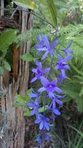 204 вподобання · 5 були тут. Petra Flowers Plants Flowers Garden
