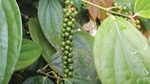 Image result for Piper guineense