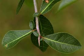 Image result for Commiphora caerulea