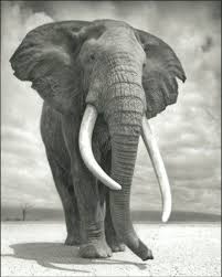 Naturfotografie Afrikas Wilde Tiere Tot Oder Lebendig Zeit Online Naturfotografie Wilde Tiere Tiere