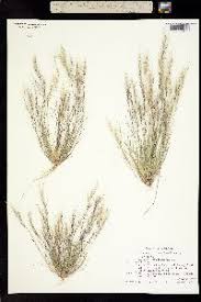 Image result for Aristida adscensionis
