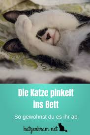 Hey, w a s macht er denn? Pin Auf Katzen Erziehung