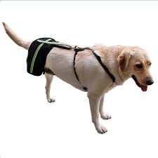 I do not know why, but the wonderful results have carried over to when he is moving around in the house without the brace. Amazon Com Walkin Hip Eez Dog Hip Brace Support Harness System The Only Dog Hip Harness Support System To Accommodate All Hind End Amputees Pet Supplies