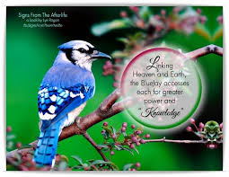 Bluejay Signs From The Afterlife Knowledge Blue Jay Afterlife Signs From Heaven