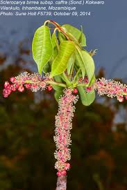 Image result for Sclerocarya