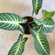 Caladium Lindenii The Green Capsule In 2020 Caladium Plant Leaves Plants