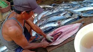 Membuat pakan ikan tambahan ini hanya bertujuan melengkapi dari pemberian pakan utama. Cara Membuat Ikan Asin Tenggiri Youtube