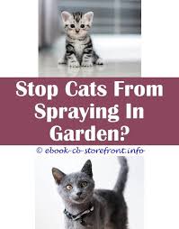 They are, however, certainly better than what humans or animals with more varied diets can produce. 11 Radiant Cat Spray Smell Natural Toxoplasmosis