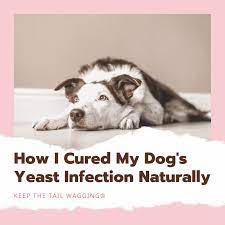 However, continue to apply it twice every day for 1 week to cure the infection and prevent it from. How I Cured My Dog S Yeast Infection Naturally Keep The Tail Wagging