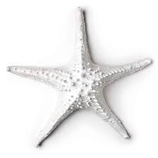 Perceptive and mysterious, this wall sculpture celebrates the unique essence beauty of starfish. Amazon Com Abbott Collection 3d Starfish White Large Home Kitchen Starfish Wall Decor Sea Decor Wall Plaques