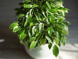 Image result for Ficus