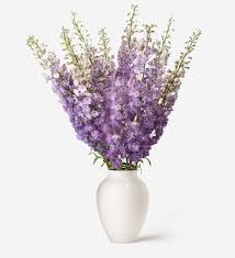 Image result for Delphinium