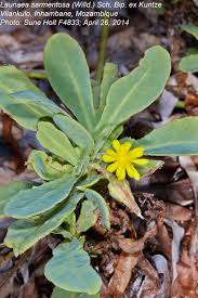 Image result for Launaea sarmentosa