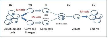 Zygote is the diploid cell that results from the fertilization between an egg and a. 1 Transformation Of Diploid 2n Somatic Cells To Haploid N Gametes Download Scientific Diagram