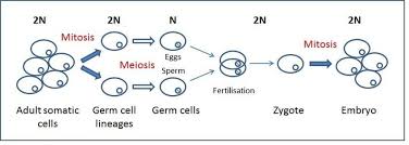 He starts with a brief description of the central dogma and how. 1 Transformation Of Diploid 2n Somatic Cells To Haploid N Gametes Download Scientific Diagram