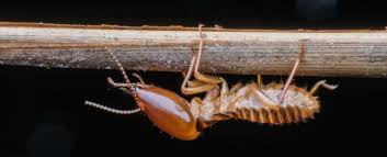 Termite Identification What Do Termites Look Like