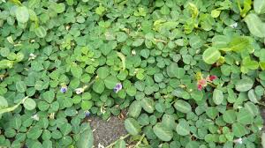 Image result for Grona triflora