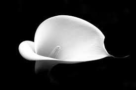 Black And White Pictures Of Lily Flowers Black White Photos Lily Flower Black And White Photography Flower Photography Macro Photography Macro Photography Flowers Flowers Photography Lily Flower