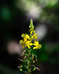 Image result for Exochaenium