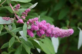 Image result for Spiraea douglasii