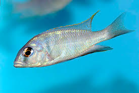 Please click here to see the fish profile explaining the keeping and breeding conditions for this. Placidochromis Electra Deepwater Hap Seriously Fish