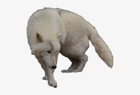 Check spelling or type a new query. White Wolf Clipart Arctic Wolf White Wolf No Background Transparent Png 511x476 Free Download On Nicepng
