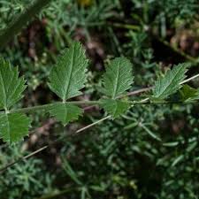 Image result for Pimpinella afra