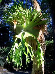 Image result for Platycerium