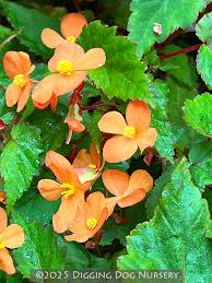 Image result for Begonia sutherlandii