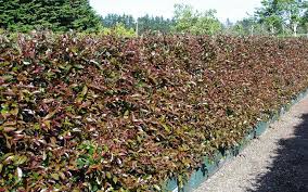 Image result for Eugenia capensis