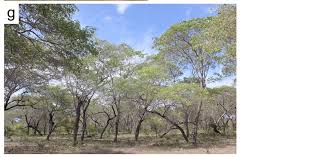 Image result for Brachystegia glaucescens