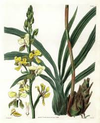 Image result for Eulophia streptopetala